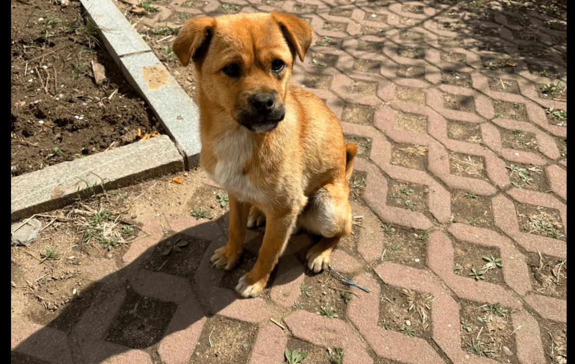 Williamsmnr8a's tweet photo. Hoy me he encontrado con un perrito callejero que me ha sonreído. El mundo tiene pequeos tesoros inesperados.， https://t.co/FlWGs0IrQC