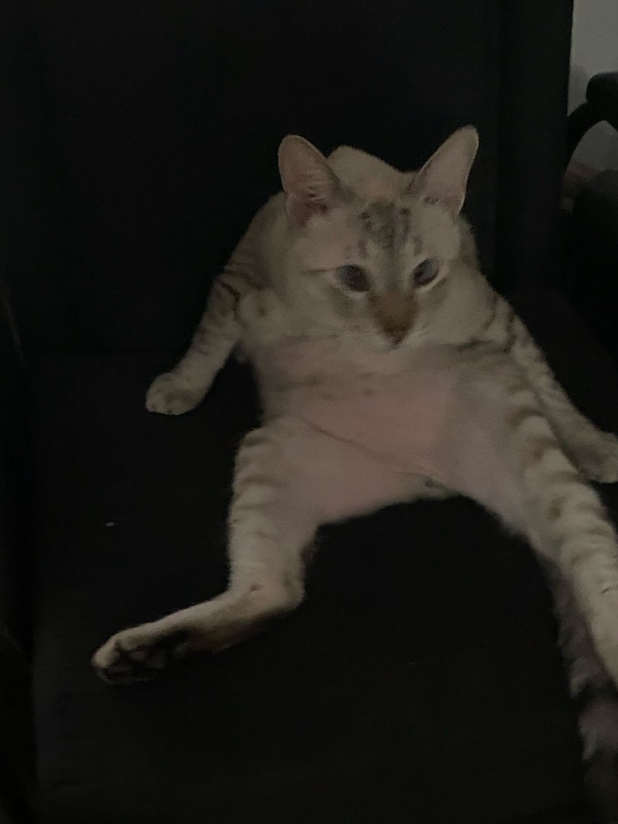 kittythemedlife's tweet photo. https://t.co/RppaFwy445