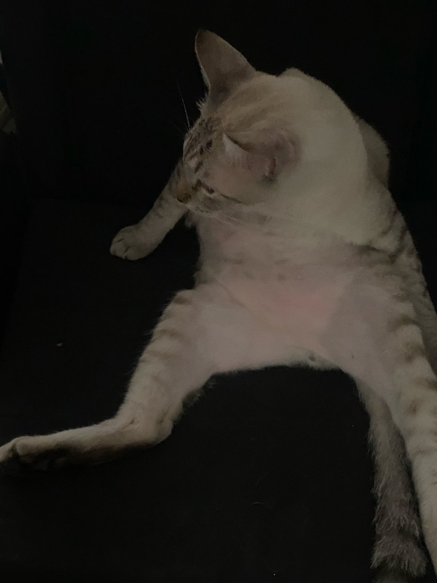 kittythemedlife's tweet photo. https://t.co/RppaFwy445