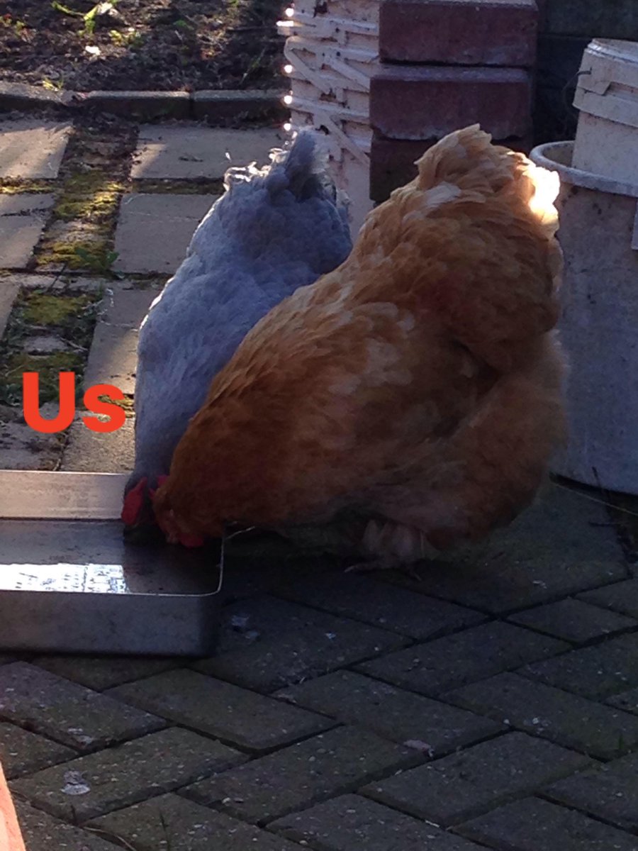 crescentmoontea's tweet photo. thinking about the weird memes my dad used to make of our chickens https://t.co/pkZIXBXYFt