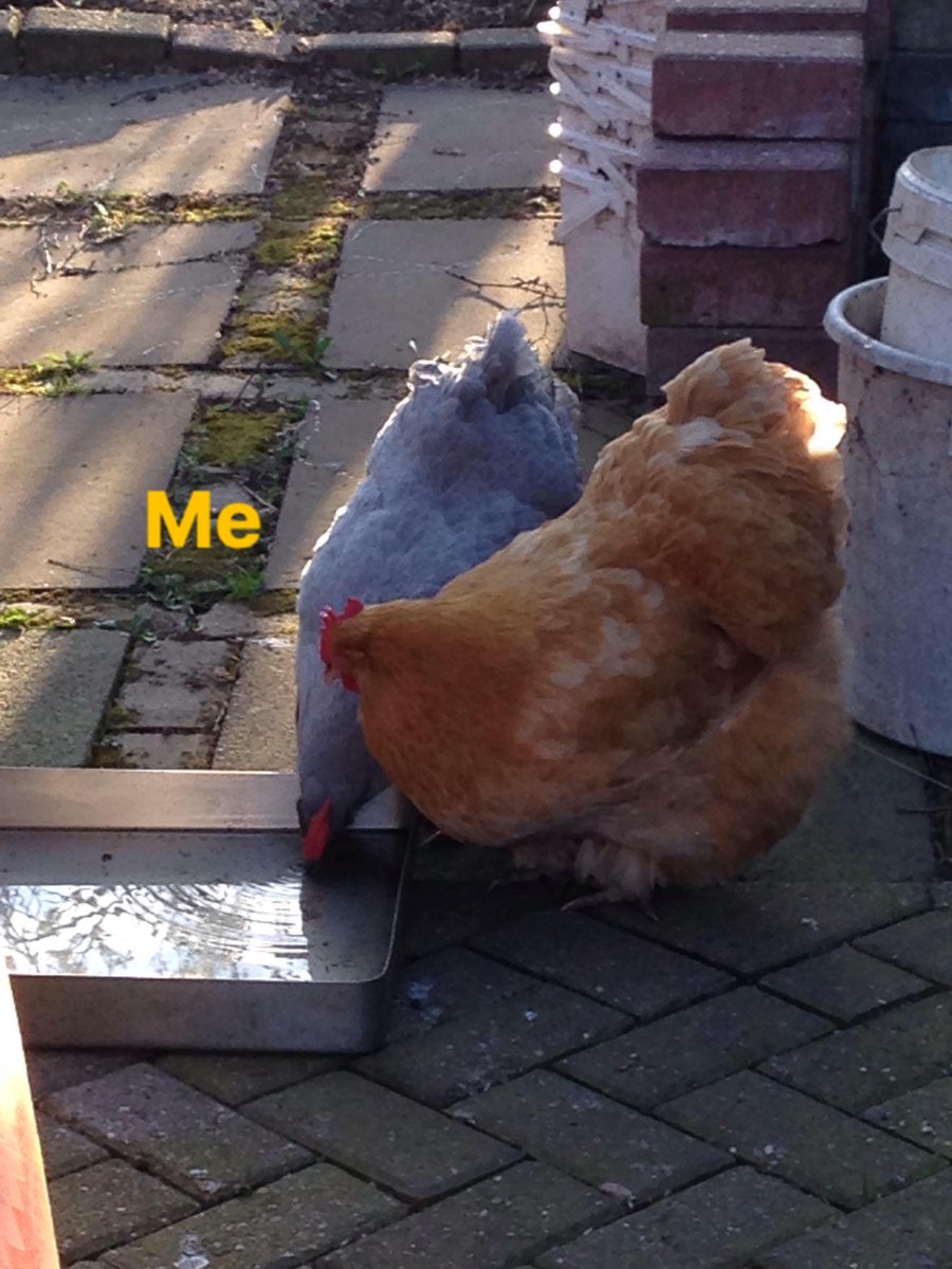 crescentmoontea's tweet photo. thinking about the weird memes my dad used to make of our chickens https://t.co/pkZIXBXYFt