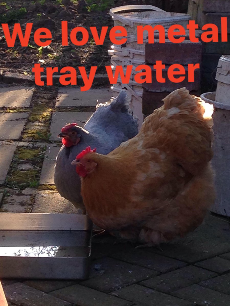 crescentmoontea's tweet photo. thinking about the weird memes my dad used to make of our chickens https://t.co/pkZIXBXYFt