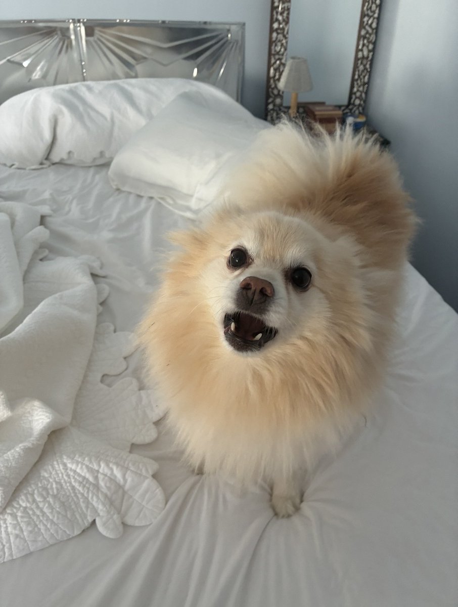 Lasher_Lane's tweet photo. My daughter rescued a Pom almost put down bc he didn't like to be petted. He's very sweet + comes to my door a lot, barking once for a treat. My daughter privately tutors a young girl and showed her the Pom's photo on her phone. After seeing it, the girl drew this great art: https://t.co/LaAWnNKwT4