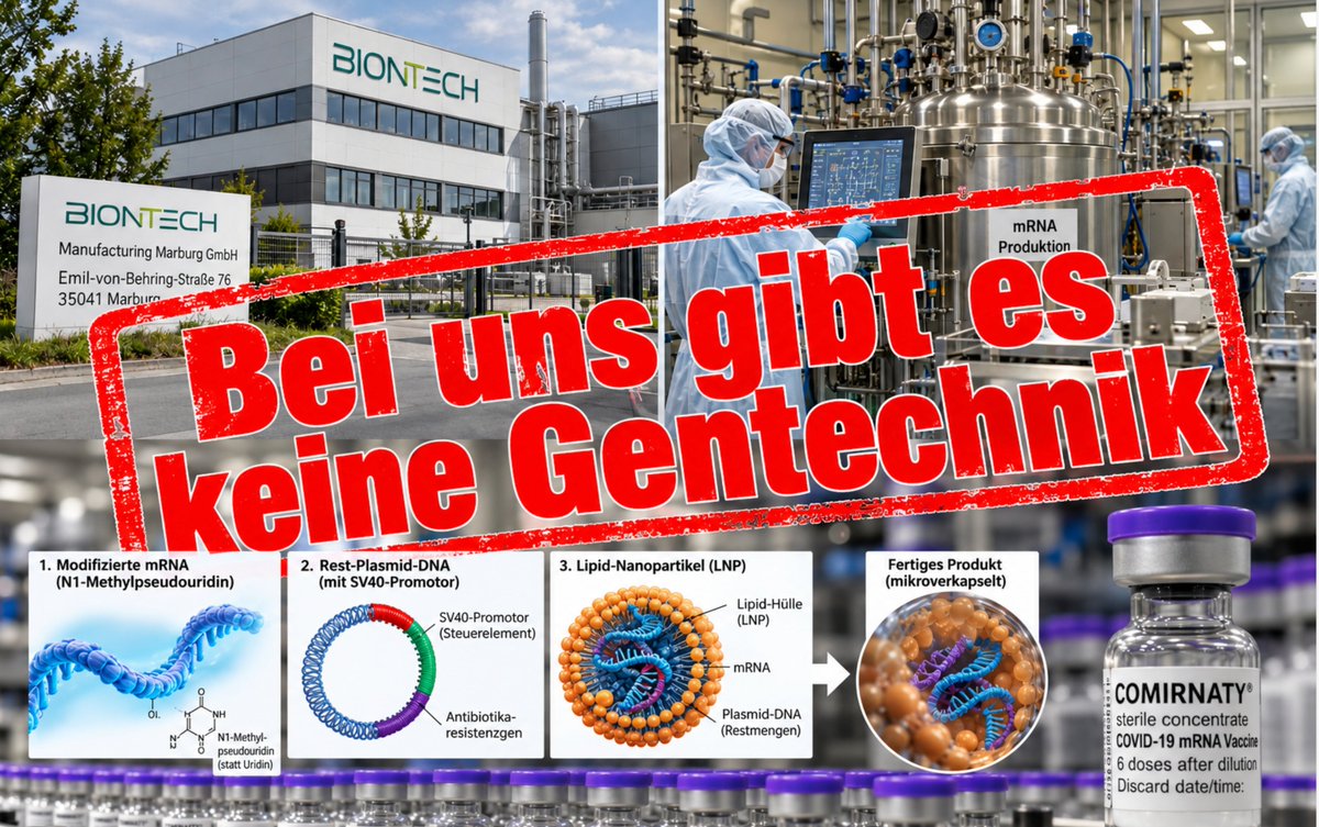 AnwaltUlbrich's tweet photo. Produzierte Marburg ohne Gentechnische Genehmigung und ohne GMP - Genehmigung? in 2021?

Warum wir wegen der Impfstoff-Produktion in Marburg eine weitere Strafanzeige gestellt haben – eine Information für unsere Mandantinnen und Mandanten

Das Wichtigste in einem Satz

In Marburg wird seit Februar 2021 ein gentechnisches Produkt am Menschen hergestellt – ohne die Genehmigung, die das Gentechnikgesetz für diesen Fall zwingend vorschreibt. Wir mutmaßen deshalb, weil wir trotz Anfrage keine gentechnischen Produktionsgenehmigungen für Marburg für 2021  gesehen haben und auch keine GMP Zulassung, dass ohne Genehmigung für gentechnische Anlagen produziert wurde.

Ohne die Sicherheitseinstufung, die es dafür braucht. Ohne die Aufsicht der eigentlich zuständigen Gentechnik-Behörde. Und mit Rückendeckung eines Bundesamts, das genau das hätte verhindern müssen: des Paul-Ehrlich-Instituts. 

Wir haben deshalb am 28. September 2026 unsere Strafanzeige um den Tatkomplex 10 erweitert. Die meisten steigen jetzt schon aus, da sie nicht wussten, dass Comirnaty und Spikevax ein Gentechnikprodukt waren, weil sie ja als "Impfung" deklariert waren und der europäische Begriffsbestimmungstext beschreibt, dass Impfungen keine Gentherapeutika seien. Wir haben nur das Problem, dass die Begriffsbestimmung für die Verabreichung nicht deckungsgleich ist für die gentechnischen Bestimmungen einer Produktionsanlage. Da interessiert das keine Sau, wie der Hersteller anschließend sein Produkt bezeichnet. Da interessieren nur die nackten Tatsachen.

1. Was in Marburg wirklich passiert

Im ehemaligen Novartis-Werk in der Emil-von-Behring-Straße 76 in Marburg produziert die BioNTech Manufacturing Marburg GmbH seit Februar 2021 den Wirkstoff für Comirnaty – den mRNA-„Impfstoff" gegen COVID-19. Die Anlage gehörte zeitweise zu den größten mRNA-Produktionsstandorten Europas. BioNTech hat am 28. September 2026 bekannt gegeben, dass sie Anfang 2028 endgültig schließen wird.

Was dort hergestellt wird, besteht – vereinfacht – aus drei Bausteinen:

1. einer künstlich veränderten Boten-RNA (mRNA), in der der natürliche Nukleosid-Baustein Uridin gezielt durch N1-Methylpseudouridin ersetzt wurde;

2. Resten einer Plasmid-DNA, aus der die mRNA im Bioreaktor hergestellt wird. Diese Plasmid-DNA enthält unter anderem den SV40-Promotor, ein Steuerelement aus der Gentherapieforschung, und ein 

3. Antibiotikaresistenzgen;
kleinen Fett-Kügelchen, sogenannten Lipid-Nanopartikeln (LNP), die dieses genetische Material verpacken und in die Körperzellen der Geimpften tragen.

Diese drei Bausteine werden in Marburg zusammengeführt und mikroverkapselt. Erst nach der Verkapselung ist das Produkt fertig. Erst dann kann es die menschlichen Zellen tatsächlich erreichen.

2. Warum das Gentechnik ist – auch wenn es die Hersteller bestreiten

Die Herstellerin und das Paul-Ehrlich-Institut sagen: Das sei keine Gentechnik. Ein zweiter Blick lohnt sich jedoch.

Die mRNA ist verändert. Der gezielte Austausch von Uridin durch N1-Methylpseudouridin ist eine gentechnische Modifikation. Das Molekül verhält sich in der Zelle anders als natürliche mRNA: Es hält länger. Es wird stärker abgelesen. Es produziert mehr Spike-Protein und länger, als eine körpereigene mRNA das könnte.

Es ist DNA drin – und zwar deutlich mehr als zulässig. Die EMA hat im Februar 2024 selbst eingeräumt, dass in allen 236 untersuchten Chargen aus den Jahren 2020 bis 2023 – darunter auch aus Marburg – Rest-DNA vorhanden ist. Diese Rest-DNA enthält vollständige funktionale Genfragmente einschließlich des SV40-Elements. Unabhängige Untersuchungen von Prof. Dr. Ulrike Kämmerer und Kolleginnen zeigen: Die tatsächlichen Mengen liegen um ein Vielfaches über dem gesetzlichen Grenzwert.

Die Verpackung ist Teil des Produkts – und Teil des Rechtsproblems. Das Gentechnikgesetz erfasst ausdrücklich auch mikroverkapselte Nukleinsäuren. Genau darum handelt es sich hier. Ohne LNP kein Eindringen in die Zelle. Ohne Herstellung in Marburg kein LNP.

Zusammen ergibt das nach jedem juristisch tragfähigen Maßstab: ein gentechnisch veränderter Organismus im Sinne des Gentechnikgesetzes. Die anderslautende Rechtsbehauptung der Herstellerin ist eine Eigenauskunft in eigener Sache. Sie ersetzt keine behördliche Prüfung.

3. Was das Gesetz verlangt hätte – und was in Marburg fehlt

Wer eine gentechnische Anlage betreibt, muss das vorher der zuständigen Behörde anzeigen oder anmelden. Bei höheren Sicherheitsstufen ist eine Genehmigung erforderlich. Die Anlage bekommt eine Sicherheitseinstufung. Sie muss besondere Einschließungsmaßnahmen einhalten. Es müssen Projektleiter und Beauftragte für die Biologische Sicherheit bestellt werden. Und: Die Produktion muss innerhalb einer gentechnischen Anlage stattfinden.

Nichts davon hat in Marburg für die Impfstoffherstellung stattgefunden.

Weder Anzeige noch Anmeldung noch Genehmigung. Weder Sicherheitseinstufung noch gentechnikspezifische Einschließung. Und das über inzwischen mehr als fünf Jahre.

Wie konnte das passieren? Die Betreiberin hat gegenüber dem Regierungspräsidium Gießen erklärt, es kämen „keine gentechnisch veränderten Organismen zum Einsatz". Die Behörde hat diese Aussage ungeprüft übernommen. Beteiligt waren nach den Bescheiden die Dezernate für Immissionsschutz, Wasserrecht und Abfallrecht – nicht das für Gentechnik in ganz Hessen zuständige Dezernat 44.2. Eine gentechnikrechtliche Prüfung hat schlicht nicht stattgefunden.

4. Die Rolle des Paul-Ehrlich-Instituts

Für die Herstellung von Impfstoffen führt das Paul-Ehrlich-Institut (PEI) die staatliche Aufsicht. Es hat die Herstellungsstandorte begleitet, hat die Zulassungsakten geprüft und die freigegebenen Chargen bis 2022 sogar selbst über sein „Zentrum für Ergänzende Prüfung und Aufsicht von Impfstoffen" (ZEPAI) an die Impfzentren verteilt.

Das PEI wusste, wie in Marburg produziert wird. Es kannte die Zusammensetzung des Produkts.

Und es hat es besser gewusst: Führungskräfte desselben Hauses haben in wissenschaftlichen Vorträgen und Publikationen vor 2020 nukleinsäurebasierte Wirkstoffe – DNA und RNA – selbst der Gentherapie zugeordnet. Nach der Zulassung von Comirnaty haben dieselben Personen dann das genaue Gegenteil vertreten.

Die zentralen Beschuldigten unseres Verfahrens sind die Präsidenten und leitenden Wissenschaftler des PEI. Sie haben in ihrer amtlichen Rolle zugelassen und mitgetragen, dass in Marburg ohne gentechnikrechtliche Grundlage produziert wird. Aus unserer Sicht liegt darin nicht nur ein Aufsichtsversagen. Es liegt Mittäterschaft im Amt vor.

5. Warum das jeden Geschädigten unmittelbar betrifft

Die Chargen, die den von uns vertretenen Mandantinnen und Mandanten verabreicht wurden, stammen aus dieser Produktion. Für die Zivilverfahren gegen BioNTech folgt daraus mehrerlei:

Kein ordnungsgemäßes Inverkehrbringen. Die Haftung nach § 84 Arzneimittelgesetz setzt voraus, dass das Arzneimittel rechtmäßig in Verkehr gebracht wurde. Ein Produkt aus einer nicht genehmigten Anlage kann diesen Anforderungen nicht genügen.

Vorsatz statt Fahrlässigkeit. Die Zusammensetzung des Produkts war der Herstellerin und dem PEI bekannt. Wer trotz Kenntnis der genetischen Komponenten die gesetzliche Grundlage nicht schafft, handelt vorsätzlich – nicht versehentlich.

Zweite Anspruchsgegnerin: der Staat. Für die im PEI Verantwortlichen kommt § 340 StGB (Körperverletzung im Amt) in Betracht. Das öffnet neben der Herstellerin einen zweiten haftungsrelevanten Bezugspunkt: den Bund.

Beweiserleichterung. Wo Anzeige-, Melde- und Aufzeichnungspflichten verletzt wurden, wirkt sich das im Zivilprozess zu Lasten desjenigen aus, der die Unterlagen hätte führen müssen. Fehlende Dokumentation belastet nicht Sie, sondern die Gegenseite.

Kurz: Der Anfangsverdacht der Strafanzeige stärkt Ihre zivilrechtliche Position. Er benennt Beteiligte, die bisher außerhalb der Verantwortung standen. Er zwingt die staatlichen Stellen, Beweismittel zu sichern – und zwar jetzt, solange sie noch vorhanden sind.

6. Warum wir jetzt handeln mussten

Für die Erweiterung um diesen Tatkomplex gab es drei konkrete Auslöser:

Die EMA-Nachreichung von Februar 2024 (EMA/CHMP/21199/2024). BioNTech hat der Europäischen Arzneimittelbehörde erstmals Rest-DNA-Werte für 236 Chargen aus Andover, Grange Castle und Marburg vorgelegt und dabei zugleich die Anwesenheit des SV40-Elements zugegeben – bezeichnet als „ungenutzt". Dieses Dokument war lange nicht öffentlich; wir haben es in einem Zivilverfahren beigezogen.

Die wissenschaftlichen Arbeiten von Prof. Dr. Ulrike Kämmerer und Kollegen aus dem Dezember 2024 (BB 15 und BB 22). Sie belegen unabhängig, in welcher Größenordnung Rest-DNA in den Chargen vorliegt, dass sie funktionale Sequenzelemente enthält und dass Lipid-Nanopartikel diese in menschliche Zellen tragen können.

Die am 28. September 2026 verkündete Werksschließung Marburg zum Anfang 2028. Rückstellmuster, Chargenprotokolle, Anlagen- und Raumbücher, Lüftungs-, Abwasser- und Abfallkonzepte liegen nur so lange verlässlich vor, wie der Standort betrieben wird. Ohne staatsanwaltschaftliche Beschlagnahme drohen zentrale Beweismittel zu verschwinden.

Für ein staatsanwaltschaftliches Ermittlungsverfahren genügt der Anfangsverdacht. Dieser liegt aus unserer Sicht klar vor – und war zu erstatten.

7. Was jetzt konkret passiert

Wir haben die am 20. Mai 2026 gestellte Strafanzeige um den „Tatkomplex 10" erweitert und der Staatsanwaltschaft Darmstadt – Schwerpunktstaatsanwaltschaft für Wirtschaftsstrafsachen zugeleitet.

In dem Schriftsatz haben wir der Staatsanwaltschaft konkrete Ermittlungsansätze unterbreitet, warum wir meinen, dass die gesamte Produktion in Marburg einer gentechnischen Zulassung bedurft hätte. Mal sehen, ob es aufgrund dieser Email dann auch zeitnah in Marburg brennt. Das BioNTech Labor in Mainz hat schon Erfahrung mit dem Feuer gesammelt. 

8. Was Sie tun können
Wenn Sie bereits Mandantin oder Mandant unserer Kanzlei sind: Ihre Chargenangaben und Impfunterlagen sind Teil der Akte. Wir binden die Feststellungen aus dem Ermittlungsverfahren laufend in die zivilrechtliche Verfolgung Ihrer Ansprüche ein. Sie müssen zu diesem Tatkomplex nichts zusätzlich veranlassen.
Wenn Sie noch Niemanden mandatiert haben: Bewahren Sie Ihren Impfpass, die Ihnen bekannten Chargennummern und alle ärztlichen Unterlagen sorgfältig auf. Halten Sie die Verjährungsfristen im Blick.
Wenn Sie Fragen haben: Wenden Sie sich bitte an ulbrich@ru.law. Insider Infos im Angesicht des fest vorgesehenen Stellenabbaus sind jedezeit willkommen und stets gerne gesehen.