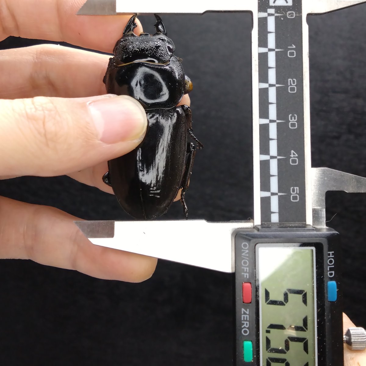 ArmorS2024's tweet photo. 111.4×57ライン　(WD103×WF３RR)Ｆ２
２頭目の♀が羽化してきました！
前回の個体に続いて57㎜台連発です。
https://t.co/Wh2DwU88s6
しかし菌糸瓶の��化が酷く右前脚が腐り落ちてしまいました残念…
最終体重24.5g 頭幅13.5㎜ 蛹体重15.0ｇ　Element２本羽化

#パラワンオオヒラタ　#クワガタ https://t.co/DgnCmwv5cr