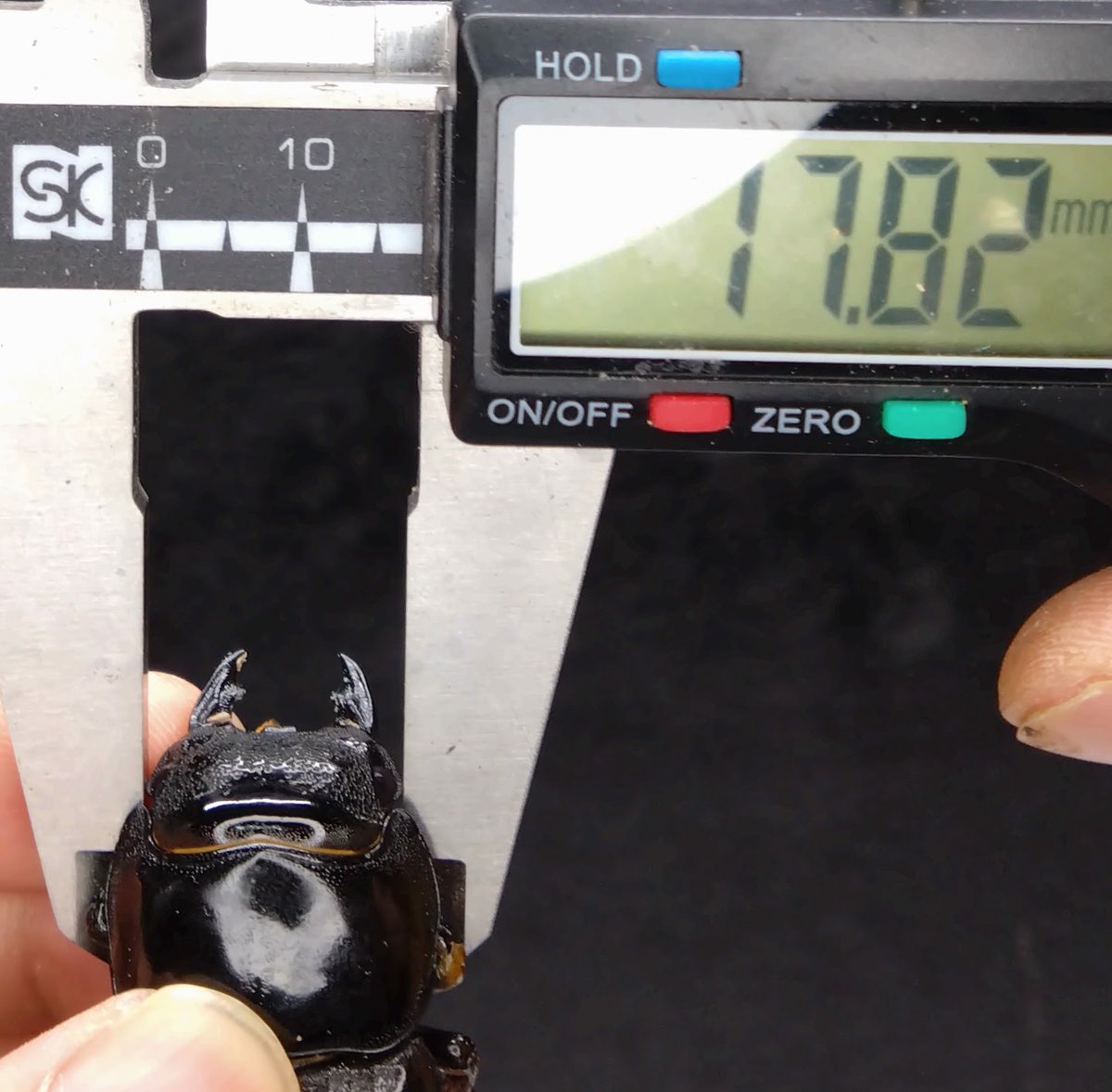 ArmorS2024's tweet photo. 111.4×57ライン　(WD103×WF３RR)Ｆ２
２頭目の♀が羽化してきました！
前回の個体に続いて57㎜台連発です。
https://t.co/Wh2DwU88s6
しかし菌糸瓶の��化が酷く右前脚が腐り落ちてしまいました残念…
最終体重24.5g 頭幅13.5㎜ 蛹体重15.0ｇ　Element２本羽化

#パラワンオオヒラタ　#クワガタ https://t.co/DgnCmwv5cr