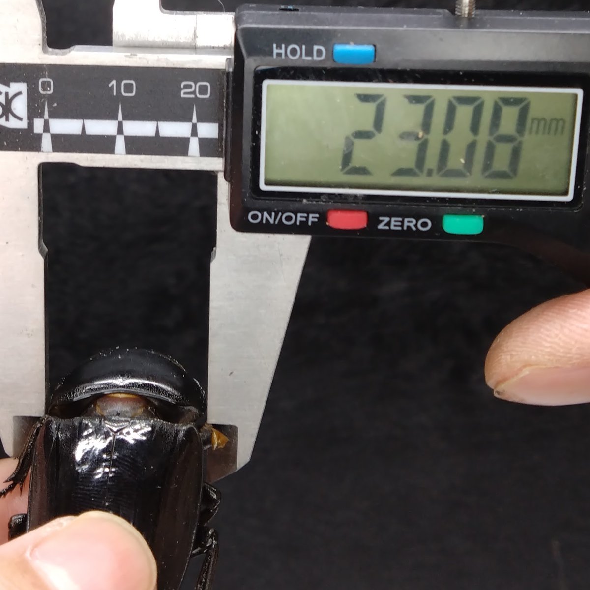ArmorS2024's tweet photo. 111.4×57ライン　(WD103×WF３RR)Ｆ２
２頭目の♀が羽化してきました！
前回の個体に続いて57㎜台連発です。
https://t.co/Wh2DwU88s6
しかし菌糸瓶の��化が酷く右前脚が腐り落ちてしまいました残念…
最終体重24.5g 頭幅13.5㎜ 蛹体重15.0ｇ　Element２本羽化

#パラワンオオヒラタ　#クワガタ https://t.co/DgnCmwv5cr