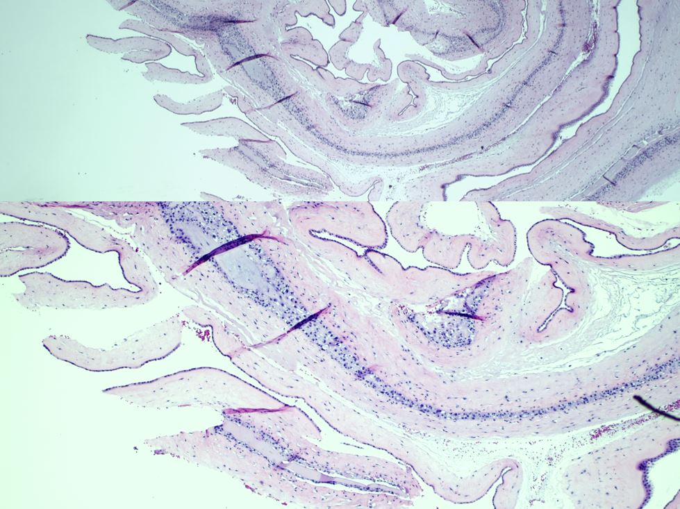 pathothama tweet picture