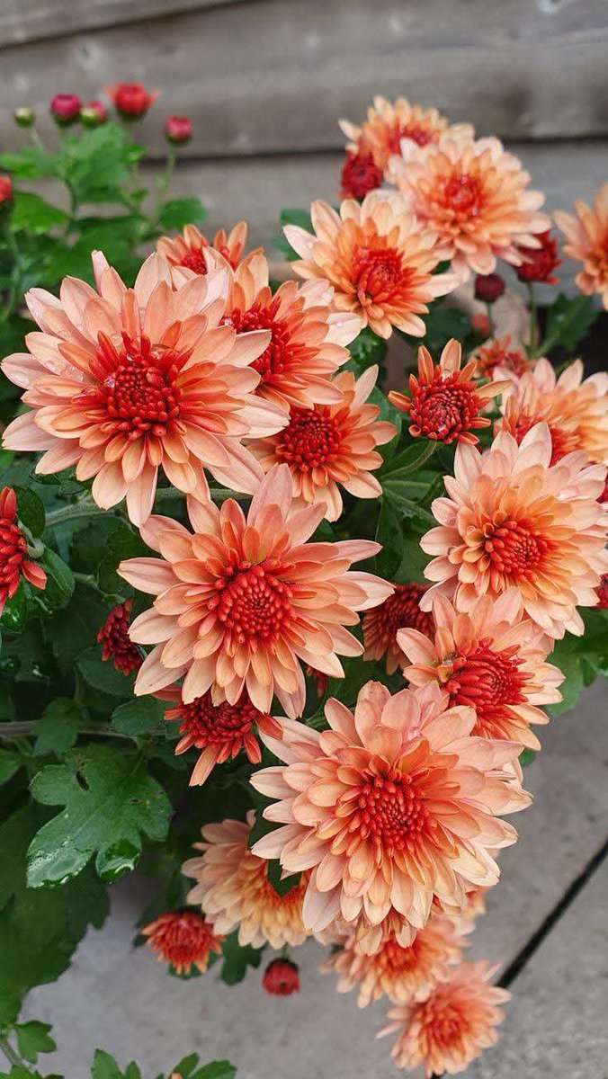 BojanaPavlovi6's tweet photo. Be joyful and happy. https://t.co/WIODIPbci1