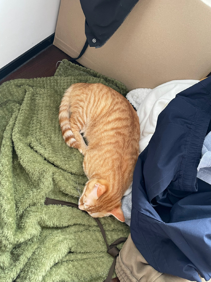 FrancescaF7do's tweet photo. My rescue cat curls up on my lap while I work from home—this little warm ball has turned a busy workday into something way softer. https://t.co/BakikQBn0p