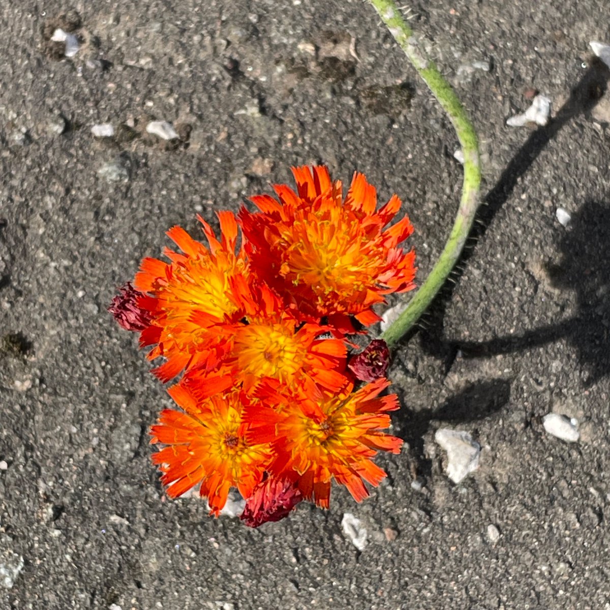 WeeDragon_J's tweet photo. #PavementPlant Fox’n’cubs 🧡 https://t.co/neE6QB8LqL