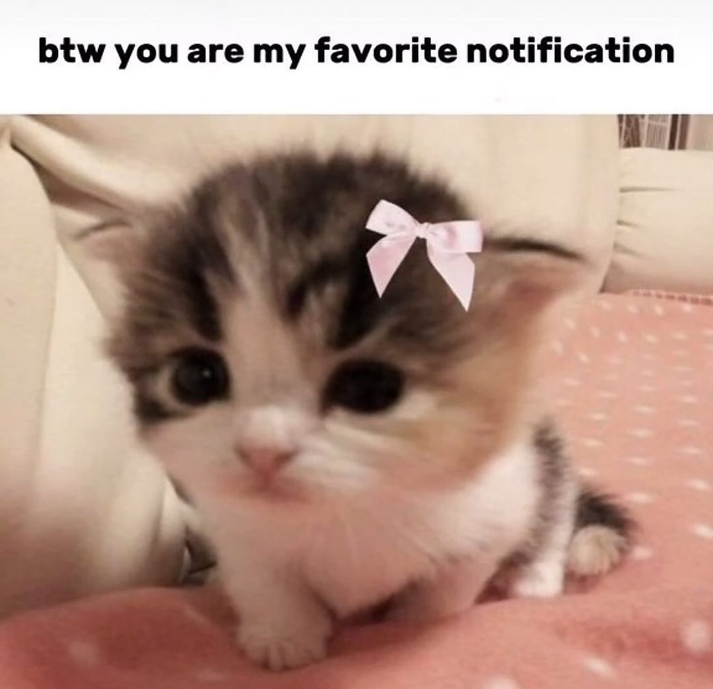 PunchingCat's tweet photo. https://t.co/rPmcTuZF6j