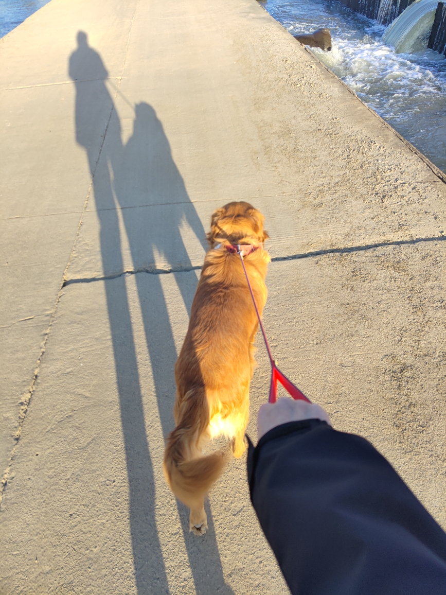 HiediPvo's tweet photo. Chill street corner shot: el sol se filtra entre los cables, un local pasa con su perro, momentos pequeos que valen la pena capturar. https://t.co/MoWNHFXNtv