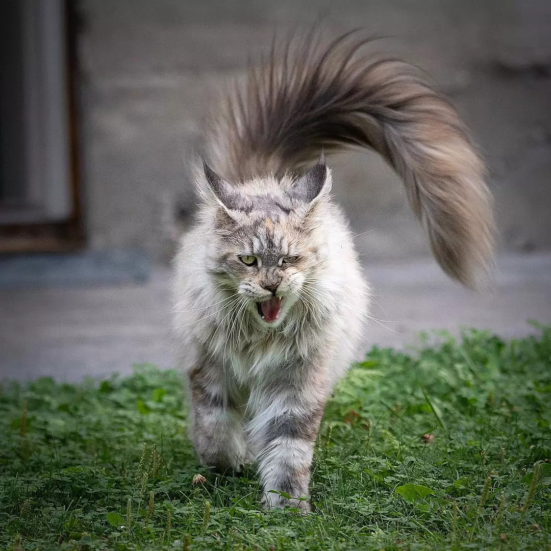 Creola9pga's tweet photo. Mi gatito crece cada día: hoy atrapa juguetes y ya no se pierde en las sillas. Amar esta etapa! https://t.co/NGT3AEGpe8