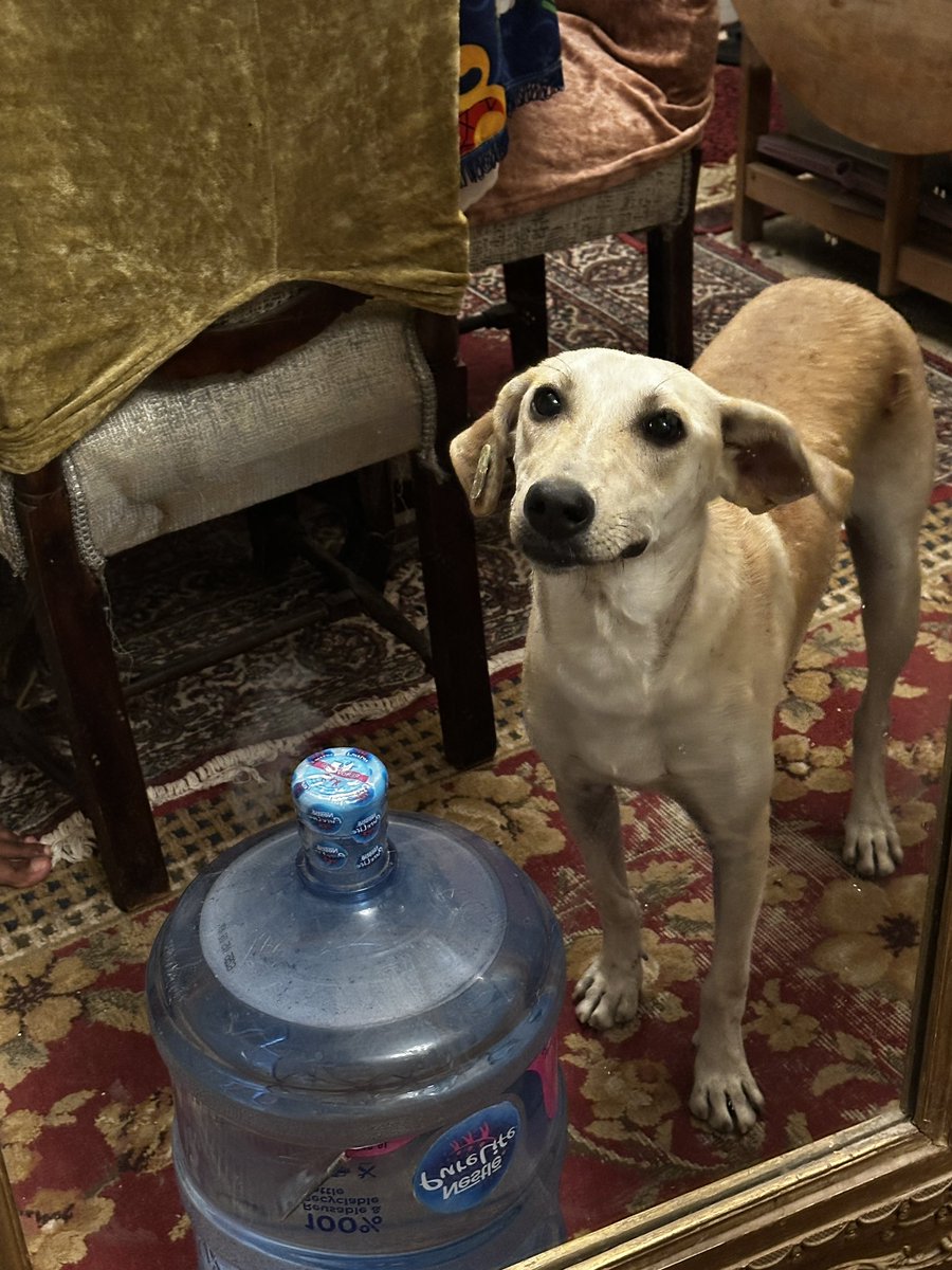 Reem_bakri's tweet photo. ديه توتي احدث فرد في عائلتي من الكلاب البلدي ومختلفه بقي عشان بتطلع معايا الشقة وتقعد وتلعب وبتسمع الكلام من اول مرة دخلت البيت!
النهارده بقي استحمت بloreal glycolic gloss وكانت منتهي الادب والاحترام وبقيت نضيفه وبتلمع جدا🤩❤️
ملحوظة الصورة قبل الاستحمام. https://t.co/0GSMp09CRc