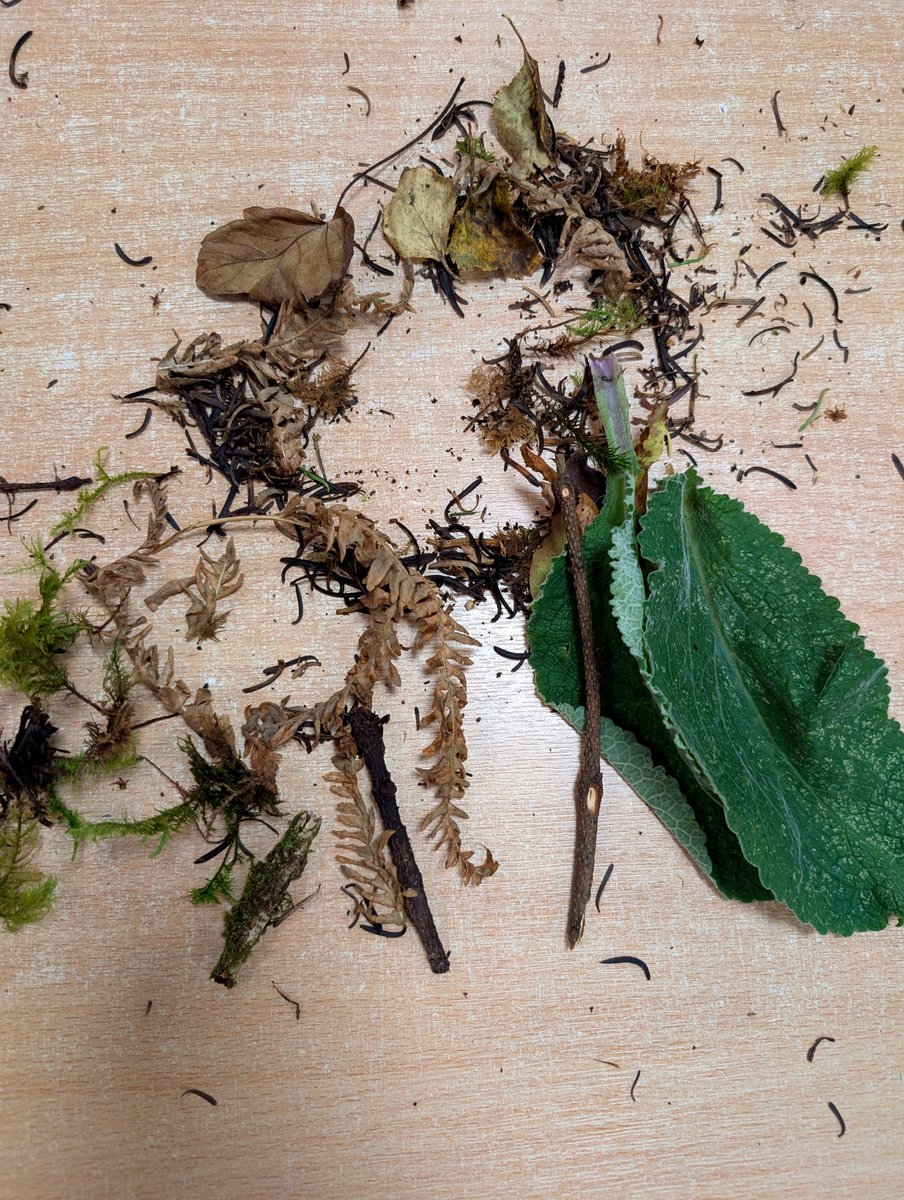 BlairvadachDan's tweet photo. Hosting the first evening for @middlefieldsch as they embark on their 4 day residential @BlairvadachOEC 
After refuelling with a tasty dinner, we've explored the grounds looking for 'camoflaged' items, reflected in our Portfolios &amp; created some art from nature.
#MiddlefieldBV26 https://t.co/ZogtgRQSEo
