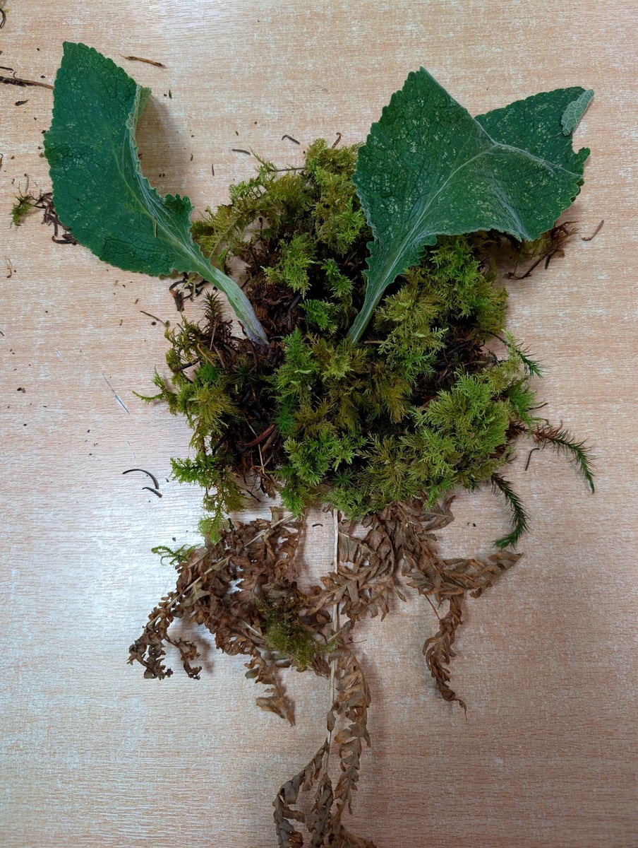 BlairvadachDan's tweet photo. Hosting the first evening for @middlefieldsch as they embark on their 4 day residential @BlairvadachOEC 
After refuelling with a tasty dinner, we've explored the grounds looking for 'camoflaged' items, reflected in our Portfolios &amp; created some art from nature.
#MiddlefieldBV26 https://t.co/ZogtgRQSEo