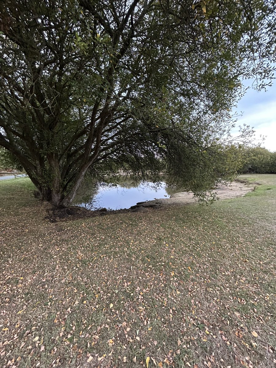 CoraRuizA's tweet photo. Hacer ya 9 habitaciones completas 💪 sudando, saltando y ejercitando 😂 la caminata por el bosque, la tranquilidad del lago y los croissants 🥐 https://t.co/iNFfp5bL0H