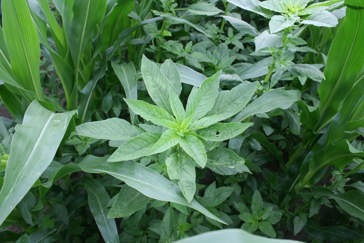 SyngentaUS's tweet photo. One waterhemp plant can produce thousands of seeds, making this season’s escapes next season’s problem. A sound corn herbicide program can help limit seed return to the soil and support long-term resistance management. https://t.co/TB28zVJxLE