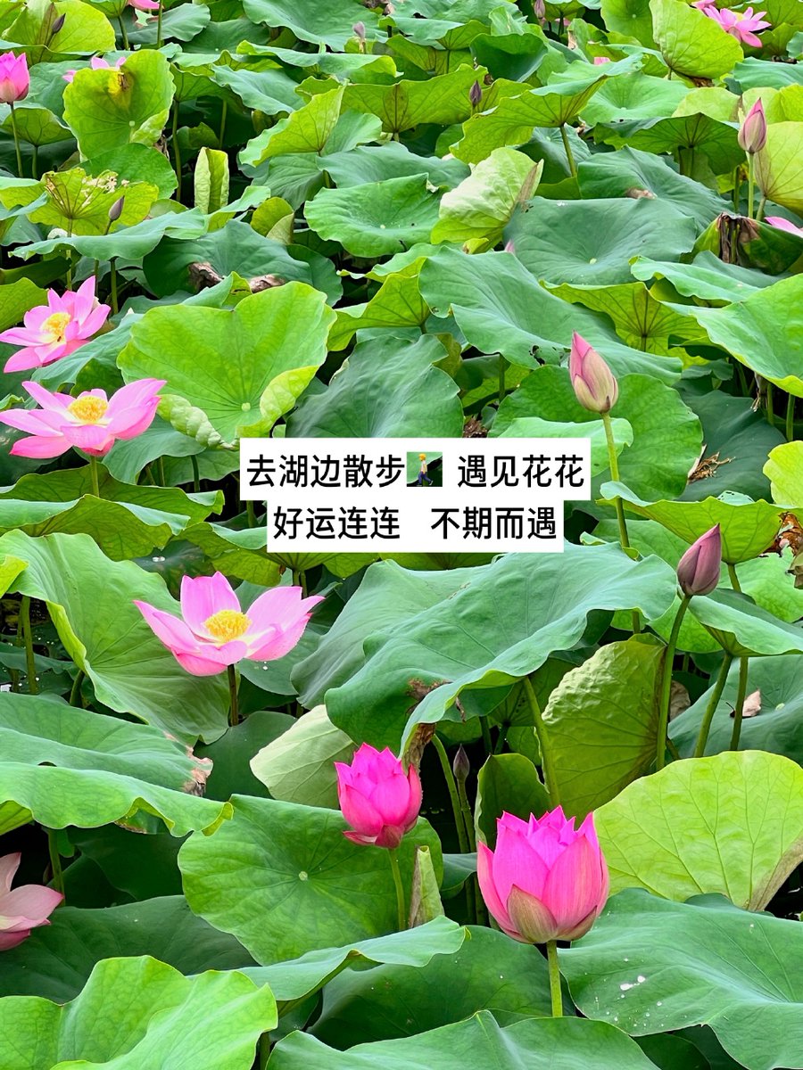 wayne_379's tweet photo. A fresh scene: the lotus gets watered, banana trees sway gently, and a tender love lingers.， https://t.co/sTOEfwF6nW