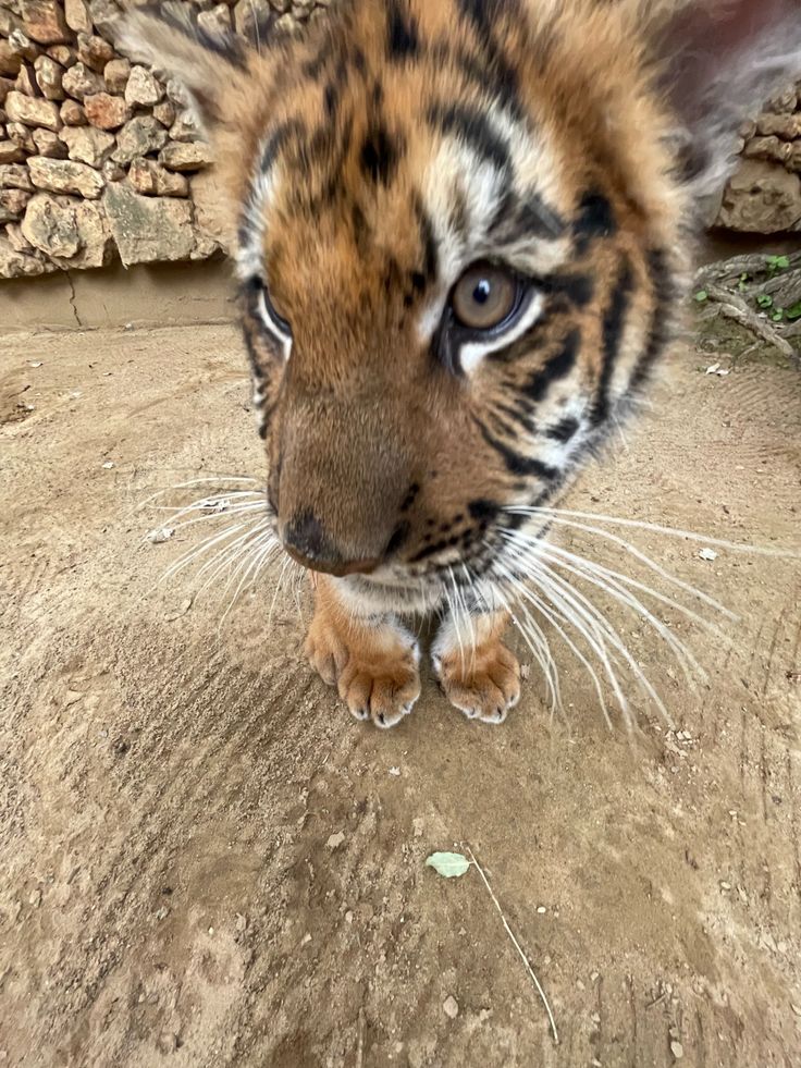 bigcatburger's tweet photo. Uh,.... um... idk #clueless #nothoughts https://t.co/N6cy7cBB6h