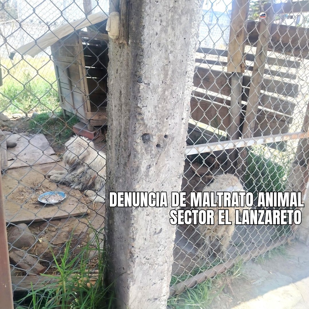 CGACuenca's tweet photo. 🐾🚨 La Patrulla Canina atendió denuncias ciudadanas en Lazareto, Isabel la Católica y Paccha. 🔎🐕 Verificamos el bienestar de los animales, emitimos reportes de inspección 📋 y socializamos la Ordenanza Municipal. ⚖️❤️
#PatrullaCanina #BienestarAnimal #Cuenca https://t.co/GVWPigJsWi