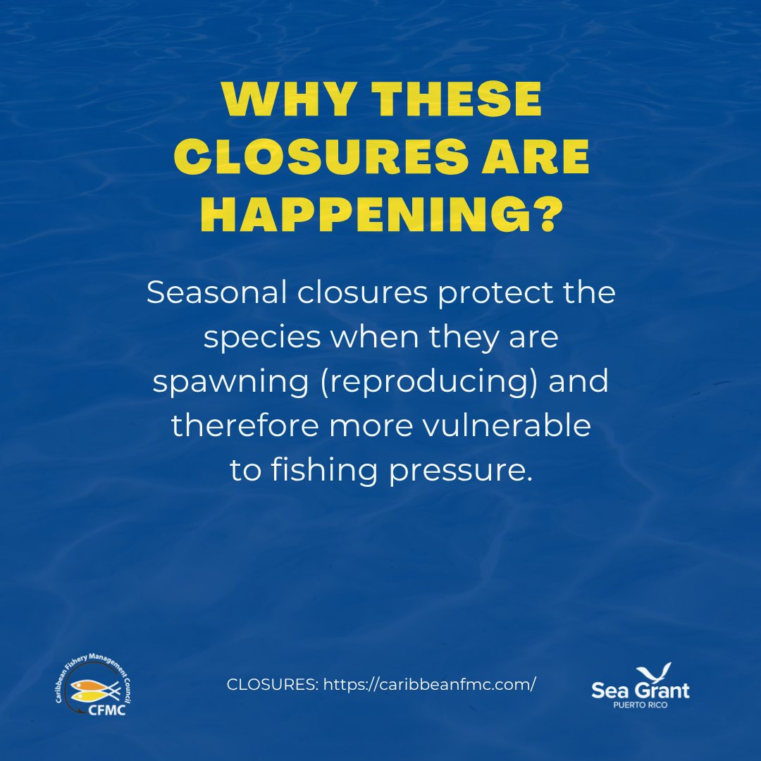 FisheryCouncil's tweet photo. 𝐒𝐄𝐀𝐒𝐎𝐍𝐀𝐋 𝐂𝐋𝐎𝐒𝐔𝐑𝐄 𝐑𝐄𝐌𝐈𝐍𝐃𝐄𝐑!
The following closures will begin in October 1st, 2026:

🟦Seasonal Prohibition on Fishing for or Possessing Blackfin, Vermilion, Black, and Silk Snapper in U.S. Caribbean Federal Waters, and

🟦Seasonal Prohibition on Fishing for or Possessing Caribbean Council-Managed Reef Fish in Federal Waters of the Bajo de Sico Management Area

See the images in this posts and visit https://t.co/8RMS1SWgtM and https://t.co/732hOljeqN