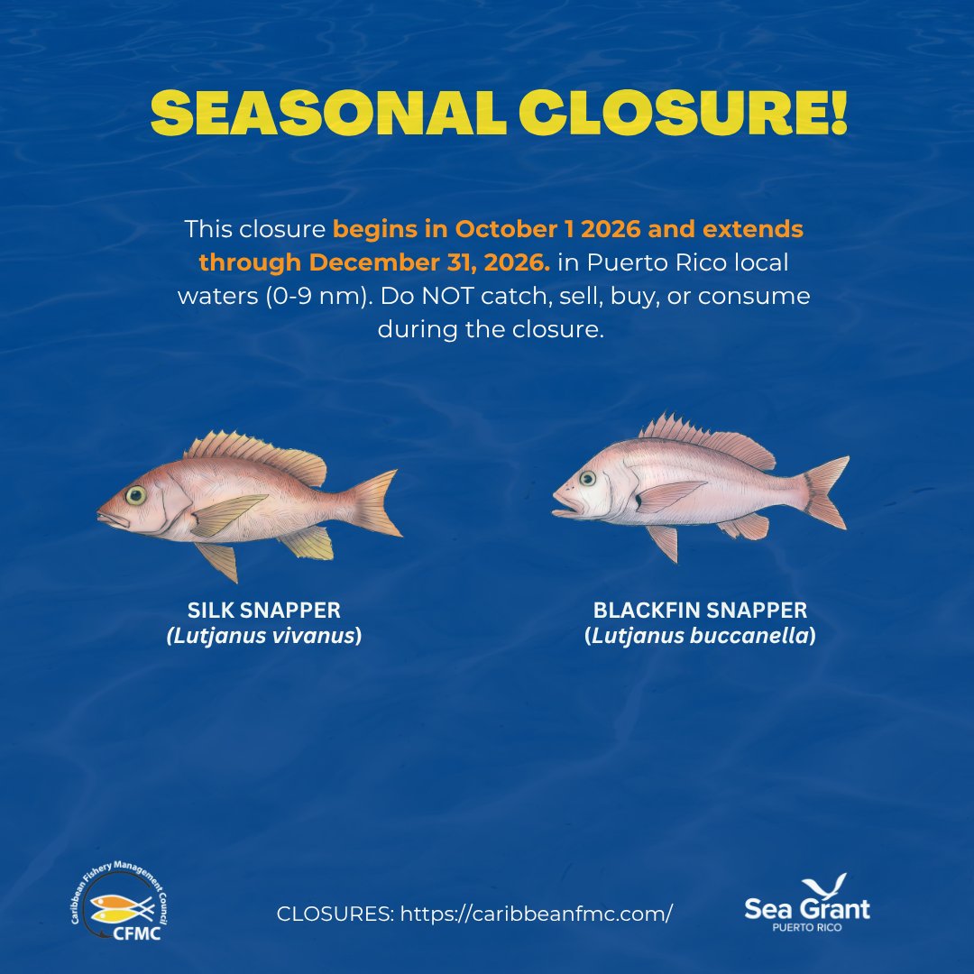 FisheryCouncil's tweet photo. 𝐒𝐄𝐀𝐒𝐎𝐍𝐀𝐋 𝐂𝐋𝐎𝐒𝐔𝐑𝐄 𝐑𝐄𝐌𝐈𝐍𝐃𝐄𝐑!
The following closures will begin in October 1st, 2026:

🟦Seasonal Prohibition on Fishing for or Possessing Blackfin, Vermilion, Black, and Silk Snapper in U.S. Caribbean Federal Waters, and

🟦Seasonal Prohibition on Fishing for or Possessing Caribbean Council-Managed Reef Fish in Federal Waters of the Bajo de Sico Management Area

See the images in this posts and visit https://t.co/8RMS1SWgtM and https://t.co/732hOljeqN