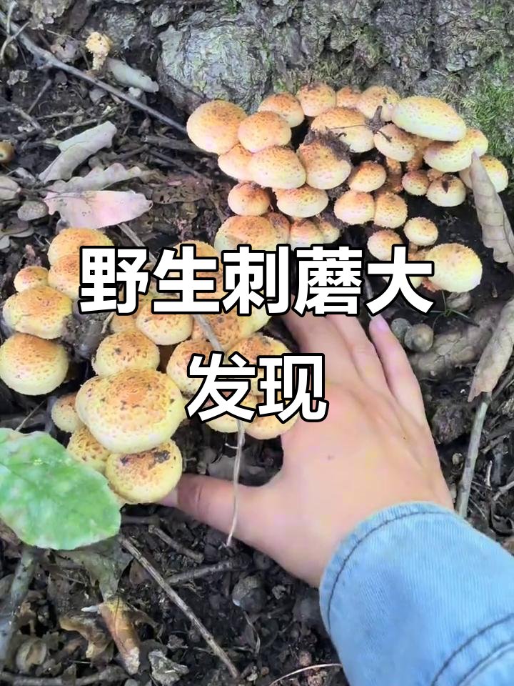 kimb_alan's tweet photo. The rare Jiheci mushroom spotted in a field—nature’s tiny surprise!， https://t.co/nnEuTd24M8