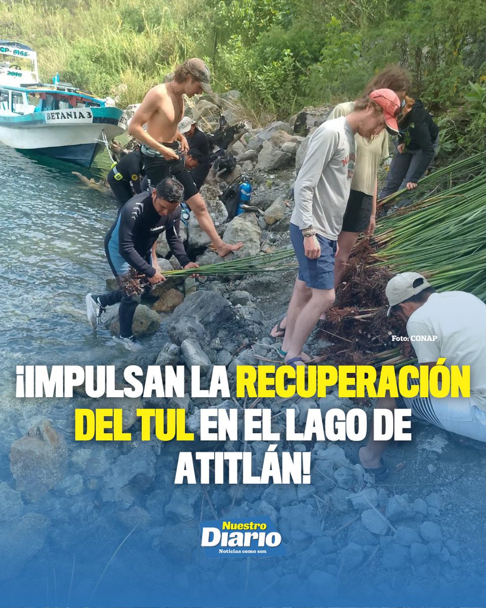 🌱💧 ¡IMPULSAN LA RECUPERACIÓN DEL TUL EN EL LAGO DE ATITLÁN! 💧🌾 Personal de Guardarrecursos de la RUMCLA realizó una jornada de siembra de tul en el secto…