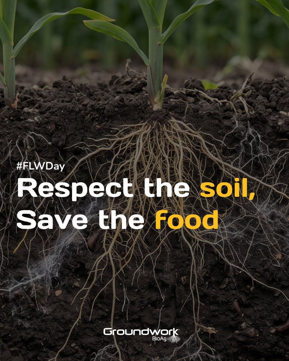 GroundworkBioAg's tweet photo. When food is wasted, we lose soil, water &amp; hard work.🌾 

At @GroundworkBioAg, reducing food waste directly continues our work in the field. Respect soil, save food. 🌍 #FLWDay #AgTech https://t.co/1rhsTATbFF