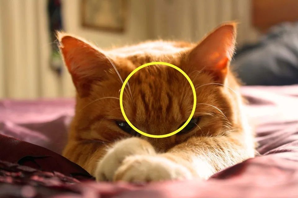 LouveniaDe4ens's tweet photo. Mi gatito pasó de ser un bebé peludo que dormía 20 horas al día a correr por toda la casa. La vida con mascotas crece contigo!， https://t.co/UA81c5krg1