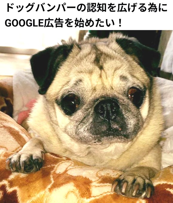 A close-up photo of a sad-looking pug dog resting on a blanket, with Japanese text overlay reading 'ドッグバンパーの認知を広げる為に GOOGLE広告を始めたい！'.