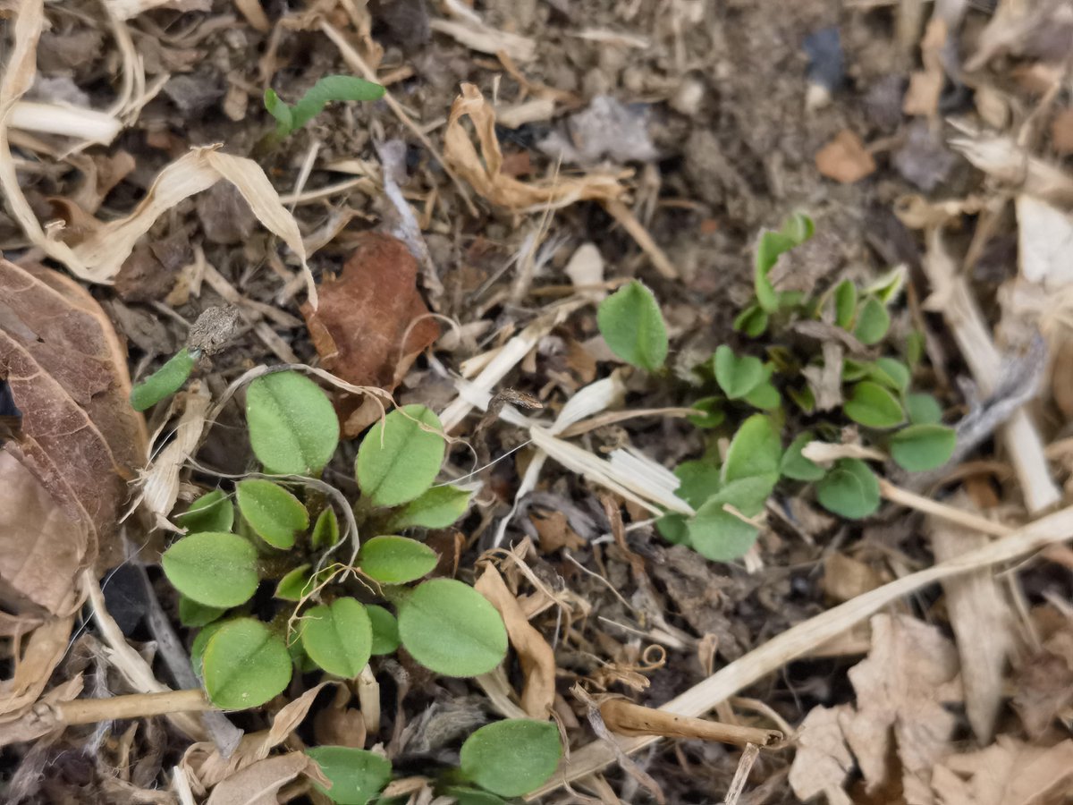 mtn213591's tweet photo. Just found a fresh 补���脚(plant bud shoot) by the path—tiny, vibrant, so eager to grow! https://t.co/1LVxjYDKs3