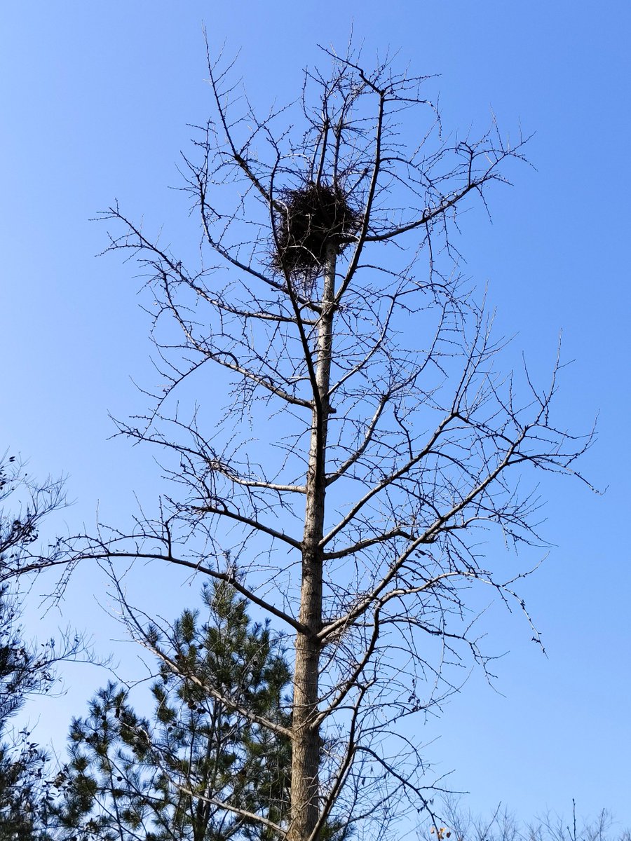 alice69287's tweet photo. In the quiet forest, a bird's nest perches on a tall Tao tree, and a cozy nest is carefully built on the branch. https://t.co/2nnWfqyyKo