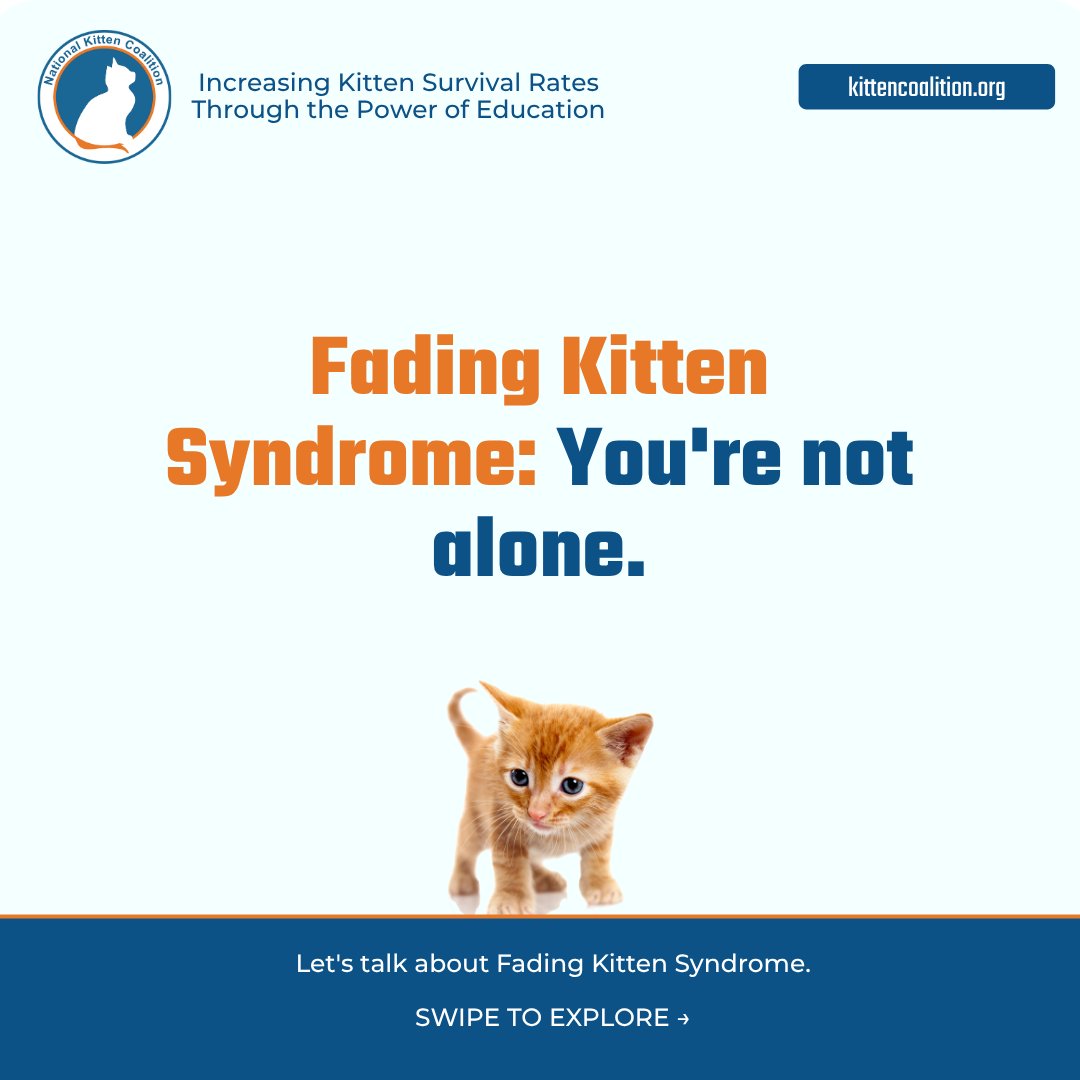 NationalKitten's tweet photo. Fading Kitten Syndrome is one of the questions we hear most, and one of the hardest to talk about.
If you've lost a kitten, you are not alone, and it doesn't mean you didn't do enough.
#SaveMoreKittens #FadingKittenSyndrome #FKS https://t.co/wDkwCsPMvG