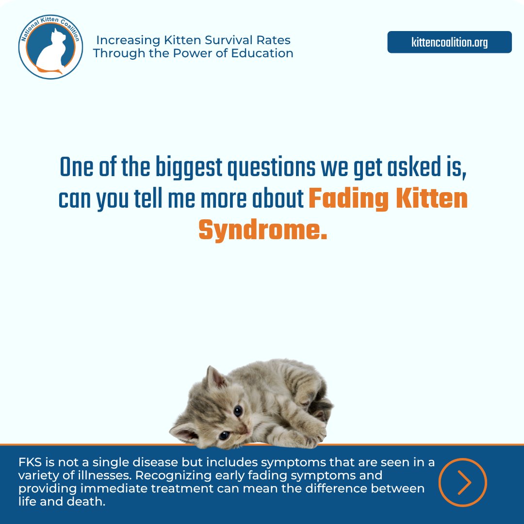 NationalKitten's tweet photo. Fading Kitten Syndrome is one of the questions we hear most, and one of the hardest to talk about.
If you've lost a kitten, you are not alone, and it doesn't mean you didn't do enough.
#SaveMoreKittens #FadingKittenSyndrome #FKS https://t.co/wDkwCsPMvG