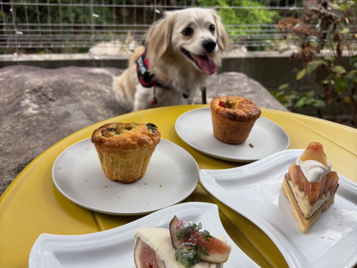 DoretheaParff's tweet photo. 2026/08/30

I finally visited the cafe recommended by my friend Pochita. The fig tart was lightly sweet and delicious, and I regret not taking home the savory muffins. Afterwards, we played by the nearby river, where the dogs excitedly chased lots https://t.co/w8RtUjK8EP