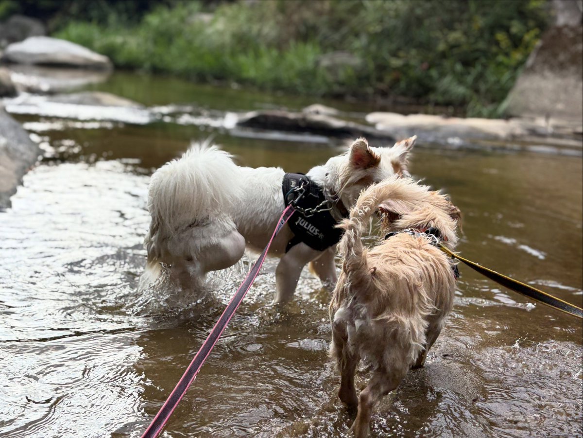 DoretheaParff's tweet photo. 2026/08/30

I finally visited the cafe recommended by my friend Pochita. The fig tart was lightly sweet and delicious, and I regret not taking home the savory muffins. Afterwards, we played by the nearby river, where the dogs excitedly chased lots https://t.co/w8RtUjK8EP