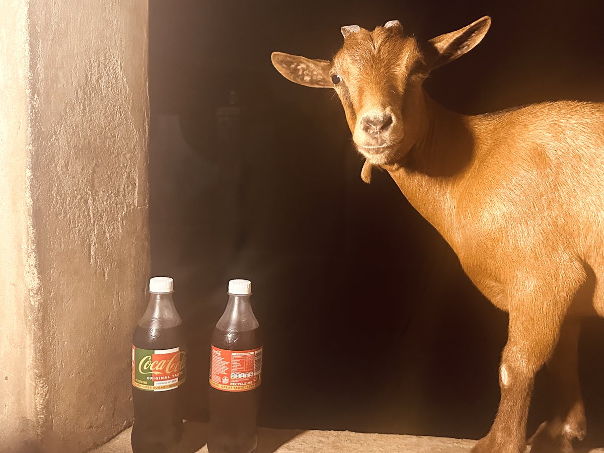 Lfcbami3's tweet photo. Best birthday gift ever. ♥️🥹

Someone gifted me Mo Salah and my favorite drink 🥹 https://t.co/O9zH1JqQZD