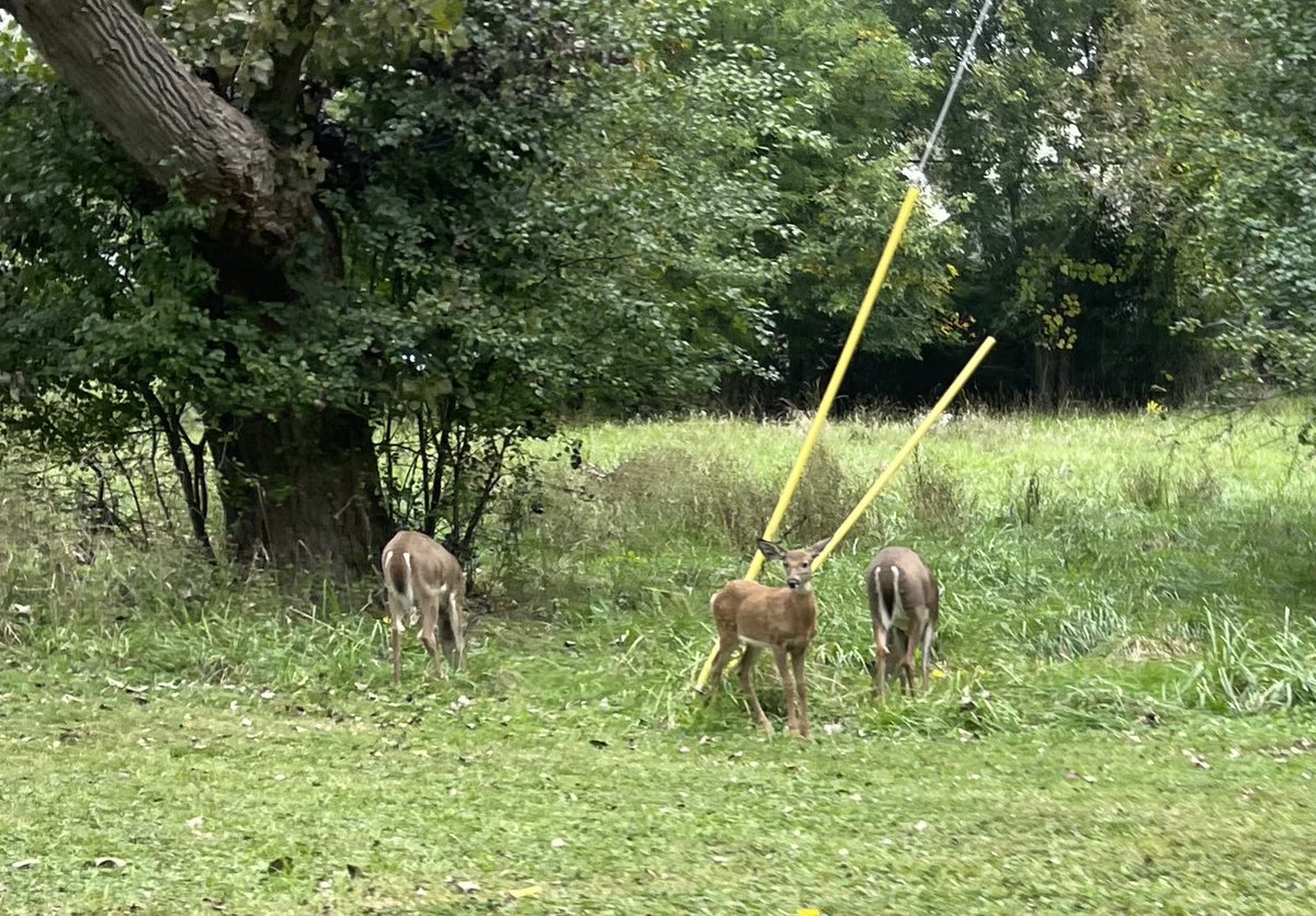 fawnteas's tweet photo. 🍐 🦌 🍇 https://t.co/wq3Tt6l2QV