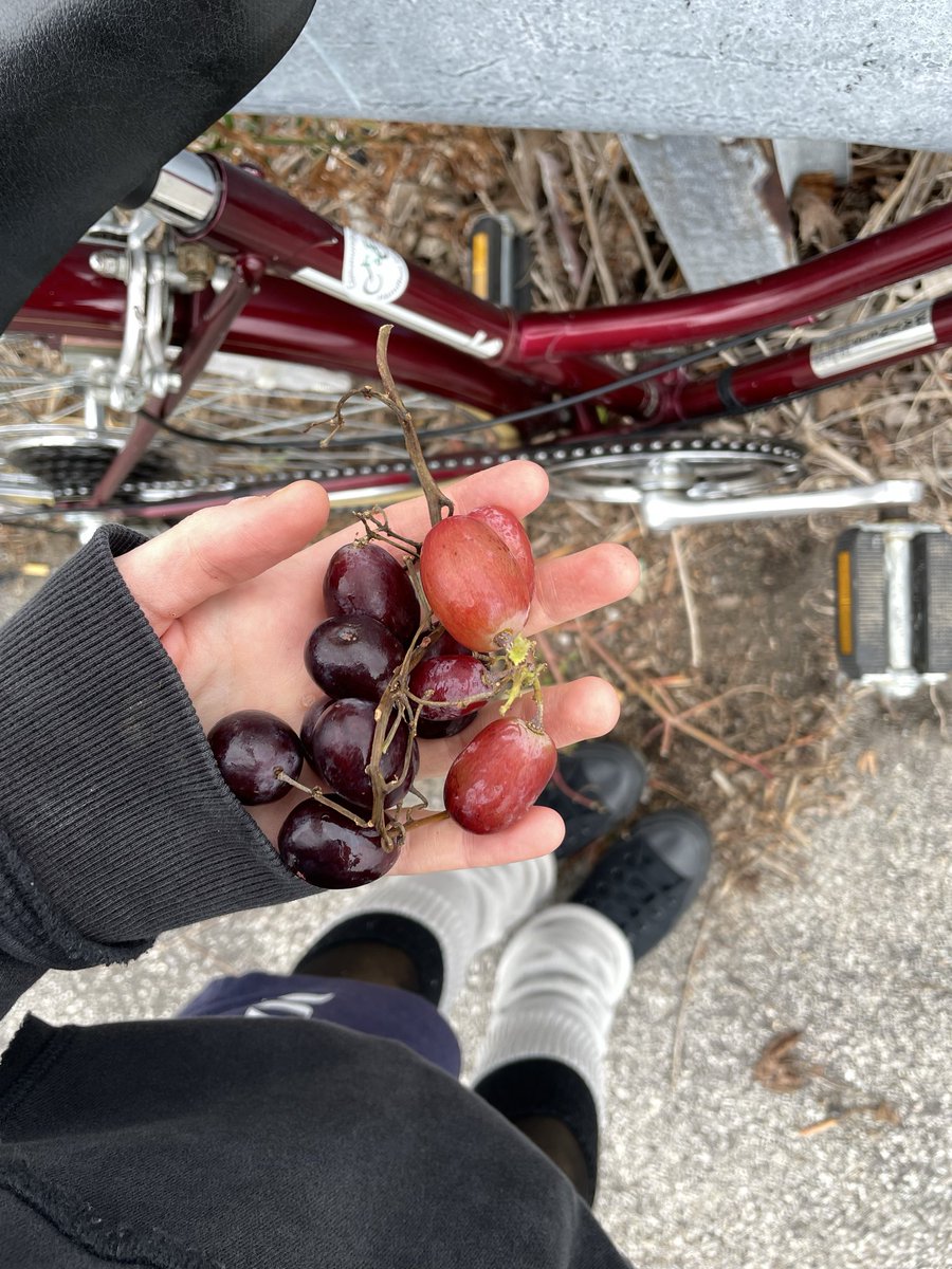 fawnteas's tweet photo. 🍐 🦌 🍇 https://t.co/wq3Tt6l2QV