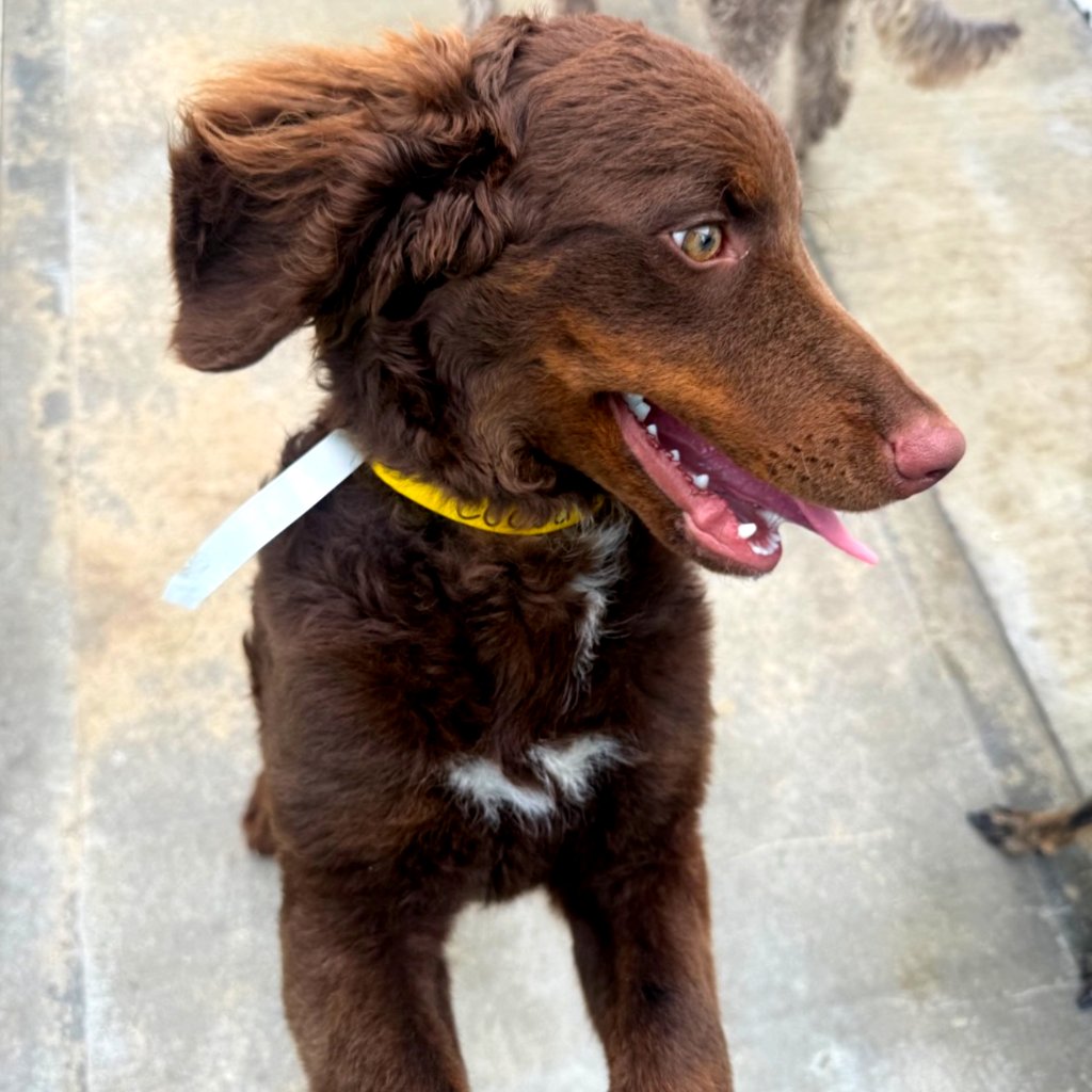 animalkeepersd's tweet photo. A beautiful shot of Coco at Tots!
https://t.co/a6OX3iXxOn
#coco #cocodog #beautifulshot #cocoshot #greatshot #doggo #beautifulcoco #dogs #sd #sddogs #sdpets #sandiego #sandiegodogs #sandiegopets #oceansidedogs #oceansidepets #oceanside #carlsbaddogs #carlsbadpets #carlsbad https://t.co/NHLGmRhkN7