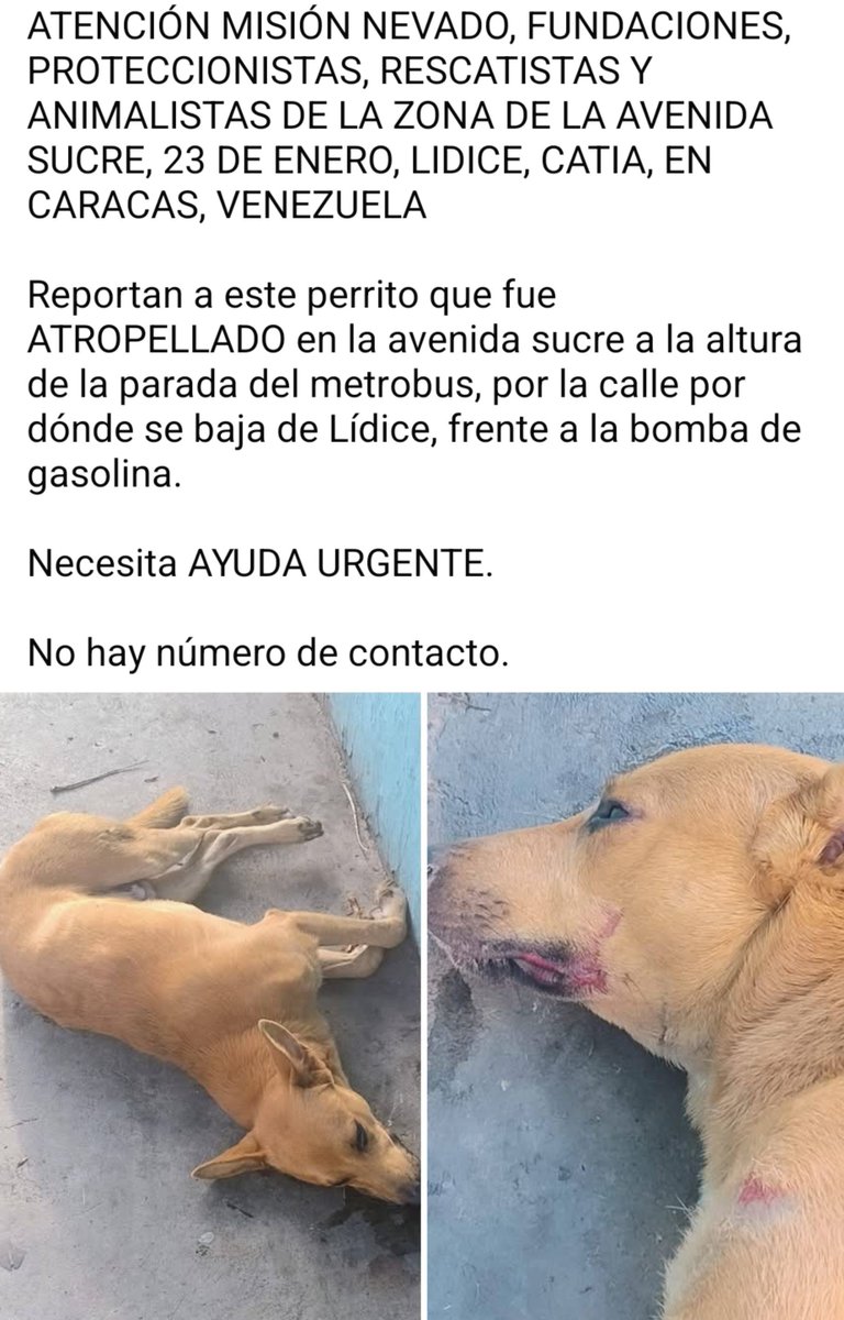 PerroUsuario's tweet photo. Necesita atención inmediata, por favor AYUDAAAAA https://t.co/YwhTx1HCoH
