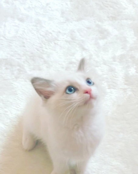 AkashDarling19's tweet photo. 🐈⬛猫丸の高品質石垢取扱中です🐈
お問い合わせはDMまでで
検索⬇️ https://t.co/TvL6GWKkec