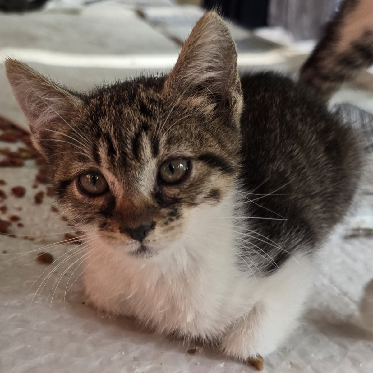 OceanDraws14129's tweet photo. Rate his first ever loaf 🍞 please be nice to him  or he'll cry lol #catloaf #firstloaf #kittens  #cuteanimals https://t.co/LYkDFycRKk