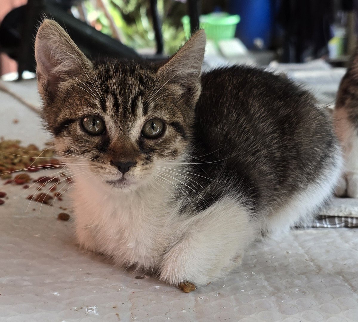 OceanDraws14129's tweet photo. Rate his first ever loaf 🍞 please be nice to him  or he'll cry lol #catloaf #firstloaf #kittens  #cuteanimals https://t.co/LYkDFycRKk