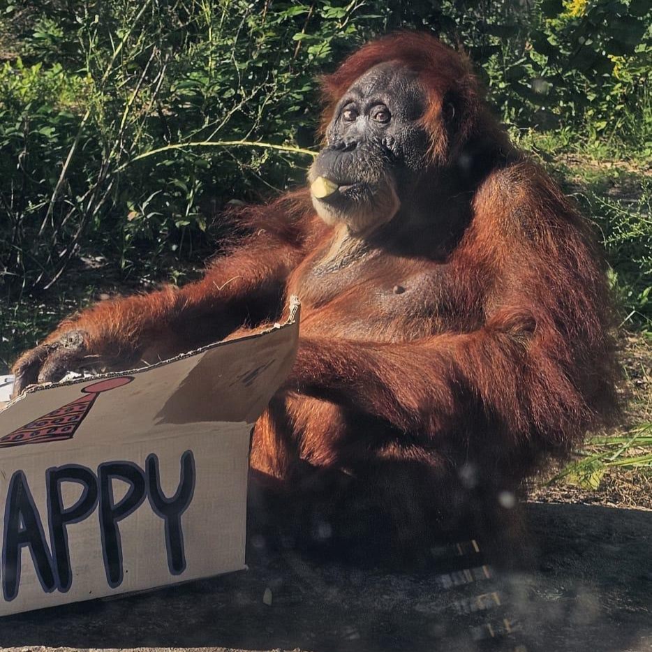 TheTorontoZoo's tweet photo. Earlier this month, your Toronto Zoo celebrated a very special milestone: Puppe’s 59th birthday 🦧🎂 

To mark the occasion, Puppe enjoyed some special enrichment and a wonderful day exploring  your Toronto Zoo’s “Gunung Leuser - Guardians of the Rainforest” outdoor orangutan habitat. At 59, she remains as curious, independent and wonderfully determined as ever. 

Read more ⬇️
https://t.co/NpKypmOc7A