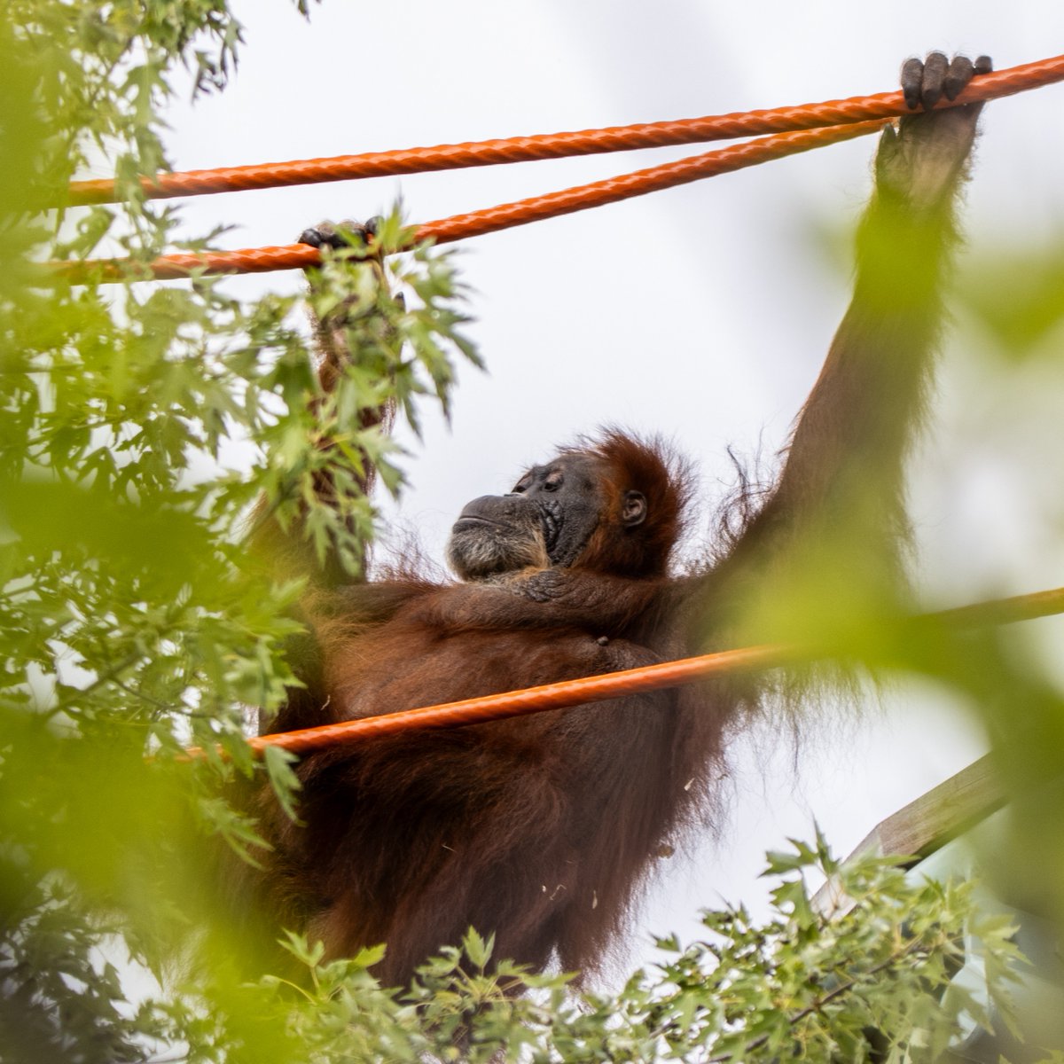 TheTorontoZoo's tweet photo. Earlier this month, your Toronto Zoo celebrated a very special milestone: Puppe’s 59th birthday 🦧🎂 

To mark the occasion, Puppe enjoyed some special enrichment and a wonderful day exploring  your Toronto Zoo’s “Gunung Leuser - Guardians of the Rainforest” outdoor orangutan habitat. At 59, she remains as curious, independent and wonderfully determined as ever. 

Read more ⬇️
https://t.co/NpKypmOc7A