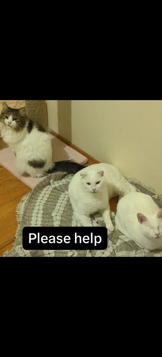 catswithnohope's tweet photo. It is the beginning of the month, and I am running very low on food supplies for our special needs babies. Supporting them today is the best way to honor Tammy's legacy and keep them fed. Please help if you can. 
Any help  will  be greatly appreciated 🐾👇
🔗 https://t.co/nUQkZbcH8a